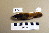  ( - UWBM 47551)  @14 [ ] Copyright (2008) Unspecified Burke Museum of Natural History and Culture