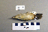  ( - UWBM 47067)  @13 [ ] Copyright (2008) Unspecified Burke Museum of Natural History and Culture