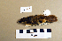  ( - UWBM 47067)  @14 [ ] Copyright (2008) Unspecified Burke Museum of Natural History and Culture