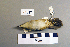  ( - UWBM 74817)  @13 [ ] Copyright (2008) Unspecified Burke Museum of Natural History and Culture