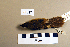  ( - UWBM 74817)  @14 [ ] Copyright (2008) Unspecified Burke Museum of Natural History and Culture