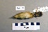  ( - UWBM 59967)  @13 [ ] Copyright (2008) Unspecified Burke Museum of Natural History and Culture