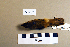  (Acrocephalus bistrigiceps - UWBM 59967)  @14 [ ] Copyright (2008) Unspecified Burke Museum of Natural History and Culture