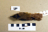  (Acrocephalus dumetorum - UWBM 49254)  @14 [ ] Copyright (2008) Unspecified Burke Museum of Natural History and Culture