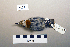  ( - UWBM 64691)  @13 [ ] Copyright (2008) Unspecified Burke Museum of Natural History and Culture