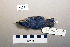  ( - UWBM 64691)  @14 [ ] Copyright (2008) Unspecified Burke Museum of Natural History and Culture