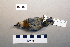  ( - UWBM 64809)  @13 [ ] Copyright (2008) Unspecified Burke Museum of Natural History and Culture