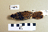  (Acrocephalus melanopogon - UWBM 61476)  @14 [ ] Copyright (2008) Unspecified Burke Museum of Natural History and Culture