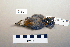  ( - UWBM 61527)  @13 [ ] Copyright (2008) Unspecified Burke Museum of Natural History and Culture