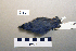  ( - UWBM 61527)  @14 [ ] Copyright (2008) Unspecified Burke Museum of Natural History and Culture
