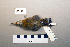  ( - UWBM 61508)  @13 [ ] Copyright (2008) Unspecified Burke Museum of Natural History and Culture