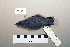  ( - UWBM 61508)  @14 [ ] Copyright (2008) Unspecified Burke Museum of Natural History and Culture
