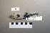  ( - UWBM 59700)  @13 [ ] Copyright (2008) Unspecified Burke Museum of Natural History and Culture
