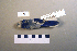  ( - UWBM 59700)  @13 [ ] Copyright (2008) Unspecified Burke Museum of Natural History and Culture