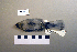  ( - UWBM 67561)  @13 [ ] Copyright (2008) Unspecified Burke Museum of Natural History and Culture