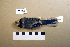  ( - UWBM 67561)  @13 [ ] Copyright (2008) Unspecified Burke Museum of Natural History and Culture