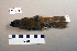  (Acrocephalus orientalis - UWBM 75559)  @14 [ ] Copyright (2008) Unspecified Burke Museum of Natural History and Culture