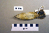  ( - UWBM 82146)  @13 [ ] Copyright (2008) Unspecified Burke Museum of Natural History and Culture