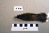  ( - UWBM 82146)  @13 [ ] Copyright (2008) Unspecified Burke Museum of Natural History and Culture