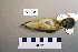  ( - UWBM 59638)  @13 [ ] Copyright (2008) Unspecified Burke Museum of Natural History and Culture