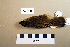  (Acrocephalus schoenobaenus - UWBM 59638)  @14 [ ] Copyright (2008) Unspecified Burke Museum of Natural History and Culture