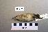  ( - UWBM 64789)  @13 [ ] Copyright (2008) Unspecified Burke Museum of Natural History and Culture