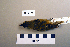  ( - UWBM 64789)  @13 [ ] Copyright (2008) Unspecified Burke Museum of Natural History and Culture
