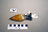 ( - UWBM 78247)  @14 [ ] Copyright (2008) Unspecified Burke Museum of Natural History and Culture