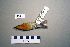  ( - UWBM 46877)  @13 [ ] Copyright (2008) Unspecified Burke Museum of Natural History and Culture