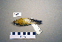  ( - UWBM 58451)  @14 [ ] Copyright (2008) Unspecified Burke Museum of Natural History and Culture