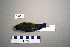 ( - UWBM 58451)  @14 [ ] Copyright (2008) Unspecified Burke Museum of Natural History and Culture