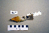  ( - UWBM 47595)  @14 [ ] Copyright (2008) Unspecified Burke Museum of Natural History and Culture