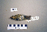  ( - UWBM 72225)  @14 [ ] Copyright (2008) Unspecified Burke Museum of Natural History and Culture