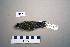  ( - UWBM 72225)  @14 [ ] Copyright (2008) Unspecified Burke Museum of Natural History and Culture