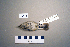  ( - UWBM 49476)  @13 [ ] Copyright (2008) Unspecified Burke Museum of Natural History and Culture