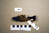  (Ficedula - UWBM 64648)  @14 [ ] Copyright (2008) Unspecified Burke Museum of Natural History and Culture