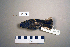  ( - UWBM 61175)  @13 [ ] Copyright (2008) Unspecified Burke Museum of Natural History and Culture