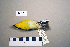  ( - UWBM 74826)  @13 [ ] Copyright (2008) Unspecified Burke Museum of Natural History and Culture