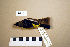  ( - UWBM 74826)  @14 [ ] Copyright (2008) Unspecified Burke Museum of Natural History and Culture