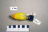  ( - UWBM 74729)  @13 [ ] Copyright (2008) Unspecified Burke Museum of Natural History and Culture