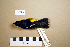  ( - UWBM 74729)  @14 [ ] Copyright (2008) Unspecified Burke Museum of Natural History and Culture