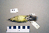  ( - UWBM 71732)  @13 [ ] Copyright (2008) Unspecified Burke Museum of Natural History and Culture