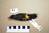  ( - UWBM 71732)  @14 [ ] Copyright (2008) Unspecified Burke Museum of Natural History and Culture