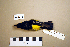  ( - UWBM 47518)  @14 [ ] Copyright (2008) Unspecified Burke Museum of Natural History and Culture