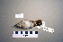  ( - UWBM 47493)  @13 [ ] Copyright (2008) Unspecified Burke Museum of Natural History and Culture