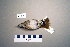  ( - UWBM 78240)  @13 [ ] Copyright (2008) Unspecified Burke Museum of Natural History and Culture