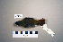  ( - UWBM 47106)  @14 [ ] Copyright (2008) Unspecified Burke Museum of Natural History and Culture