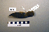  ( - UWBM 59684)  @13 [ ] Copyright (2008) Unspecified Burke Museum of Natural History and Culture