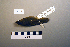  ( - UWBM 73411)  @13 [ ] Copyright (2008) Unspecified Burke Museum of Natural History and Culture