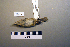  ( - UWBM 44437)  @13 [ ] Copyright (2008) Unspecified Burke Museum of Natural History and Culture